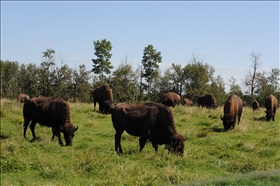 Elk Island NP